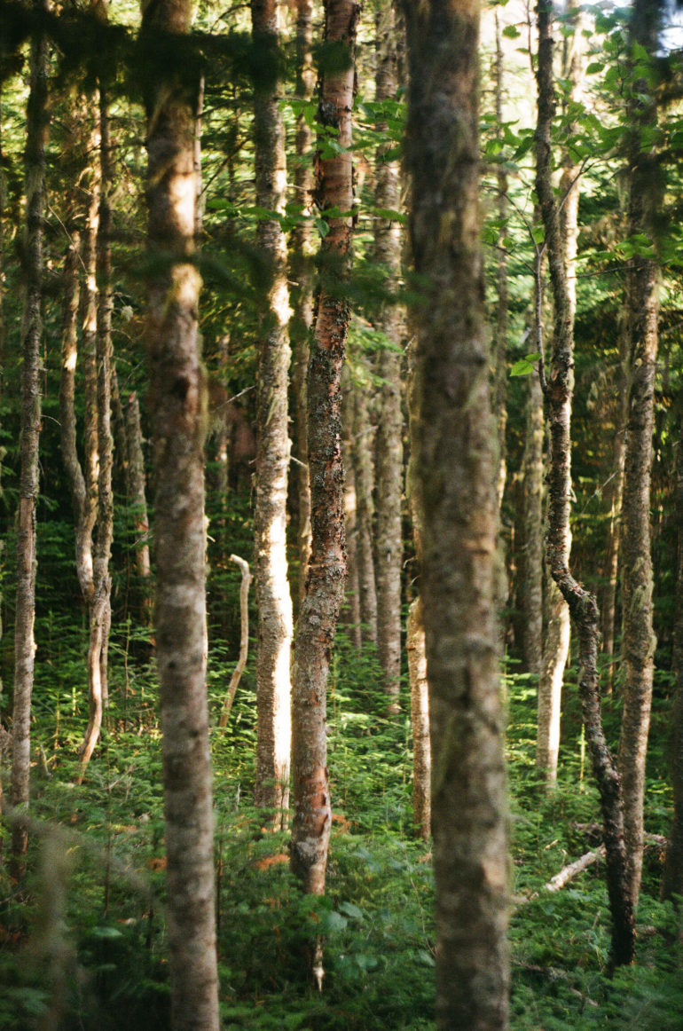 Quebec trees