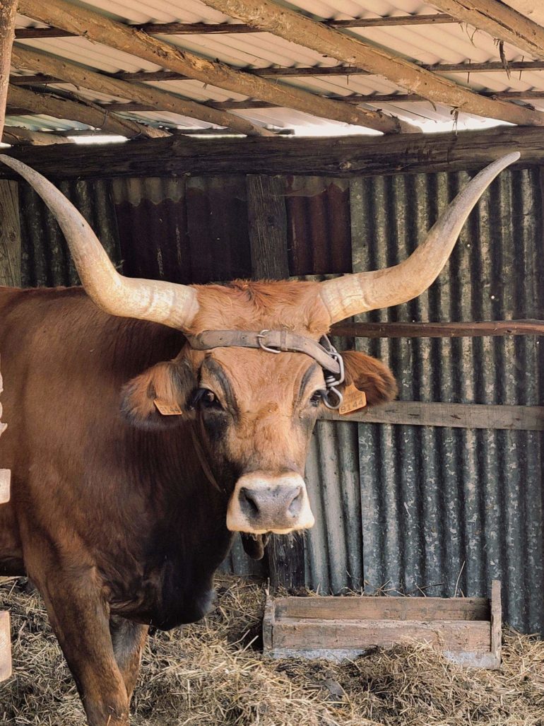 Peneda-Gerês ~ Resident— Cachena. Portuguese cow