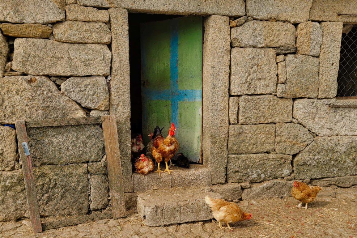 Residents of Serra de Arga—chickens