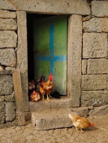 Residents of Serra de Arga—chickens {Douro}