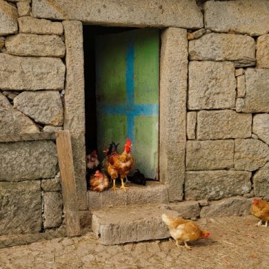 Residents of Serra de Arga—chickens {Douro}