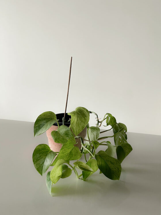 Incense holder - plant